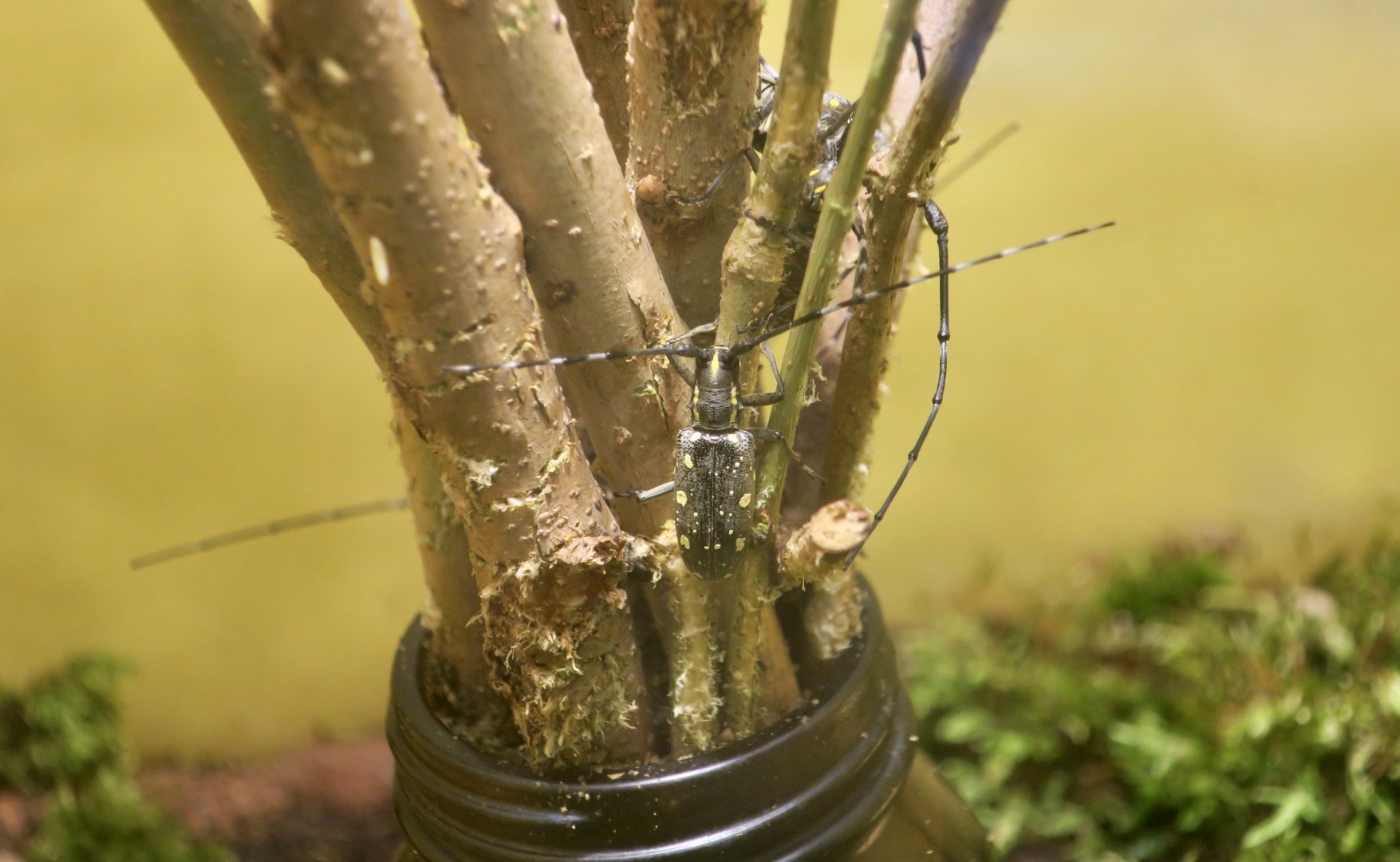 Yellow-Spotted Longicorn Beetle (Psacothea hilaris hilaris)