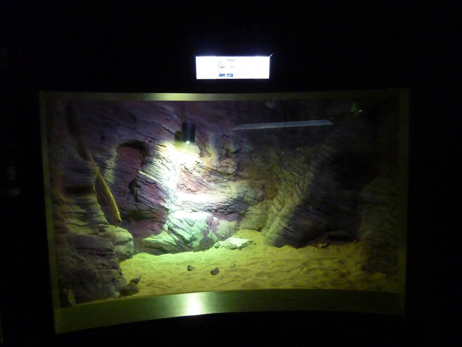 Yellow-spotted monitor enclosure, 10th April 2012