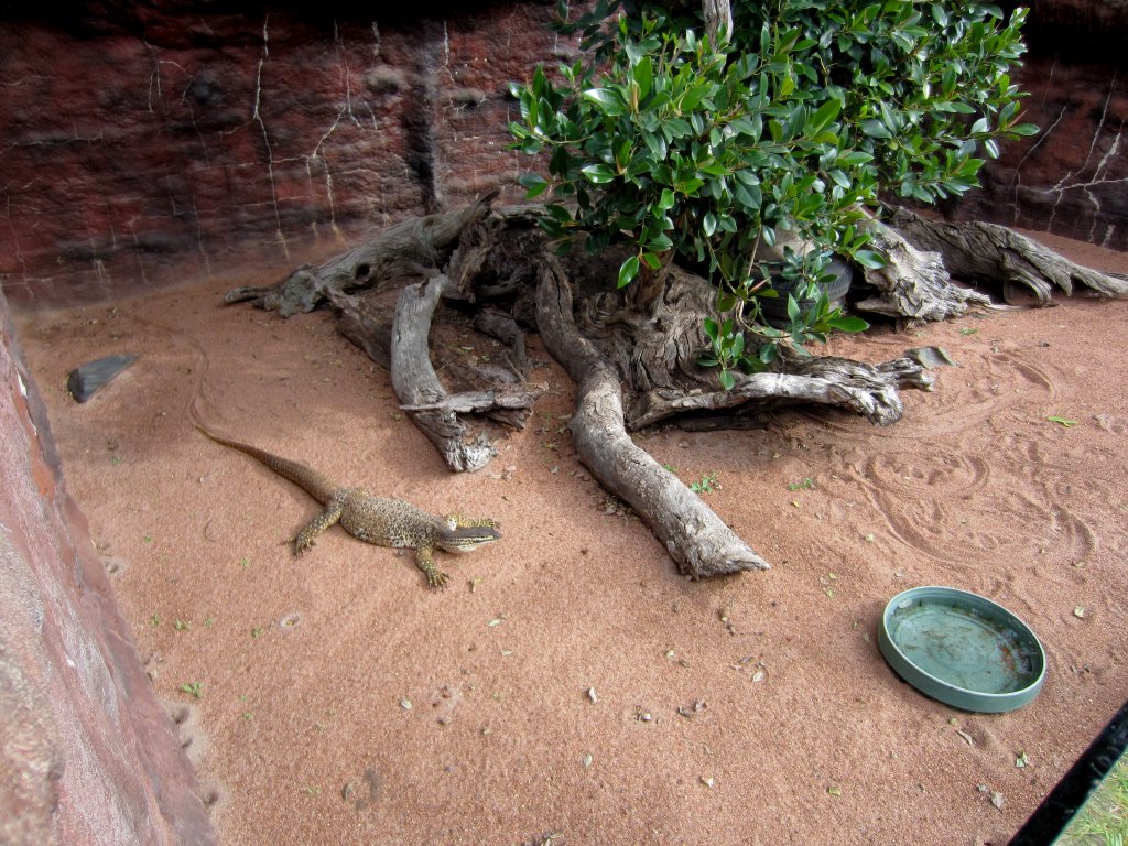 Yellow-spotted Monitor enclosure