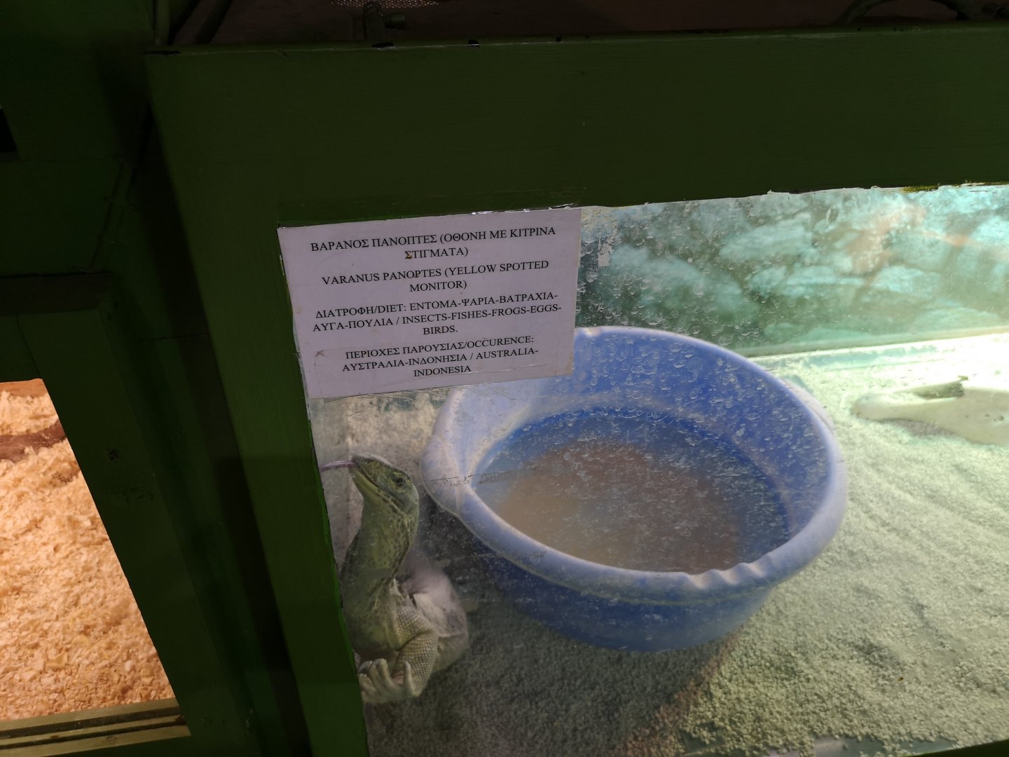 Yellow spotted monitor exhibit