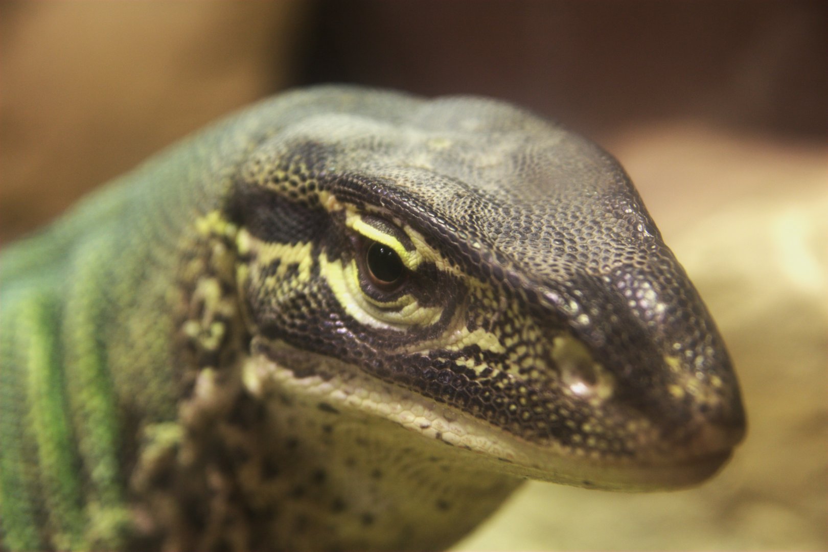 Yellow-spotted Monitor (Varanus panoptes), 12-11-25