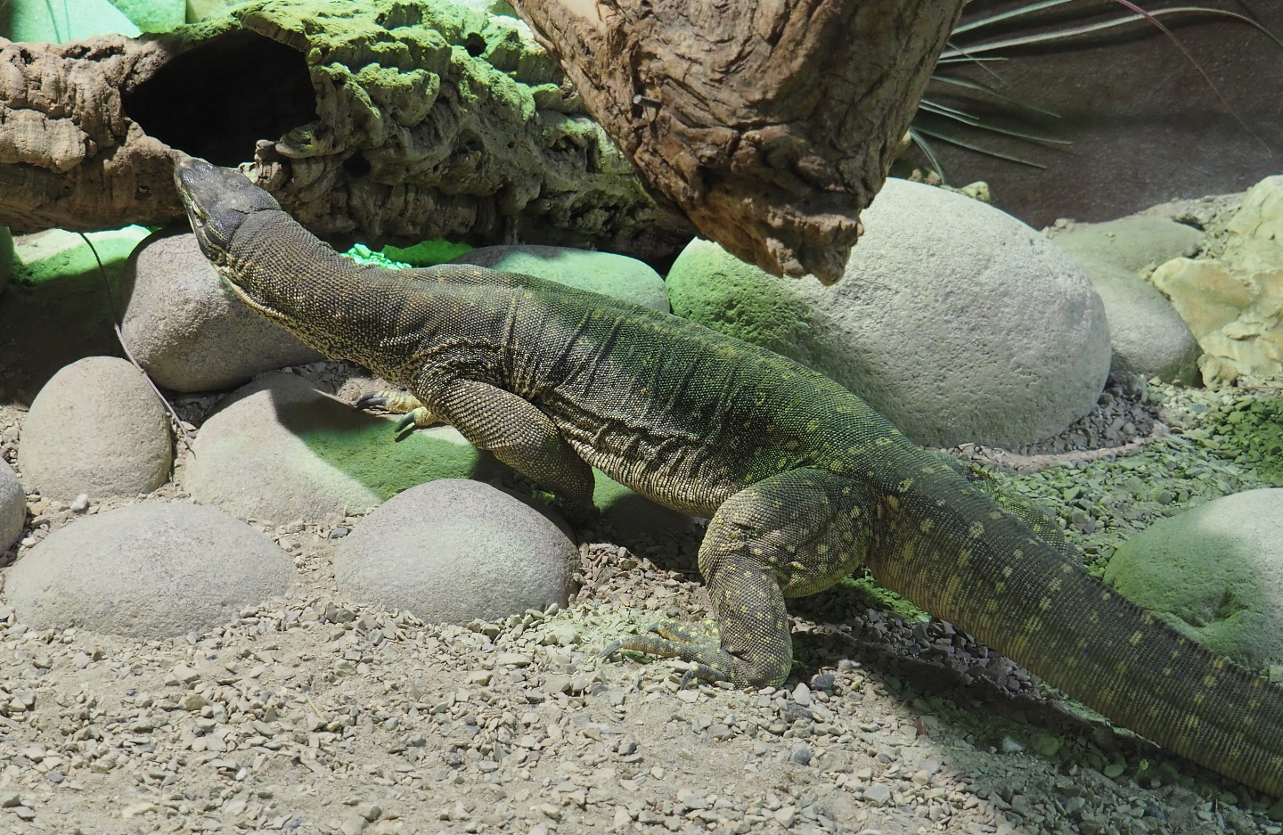 Yellow-spotted monitor (Varanus panoptes), 2020-09-02