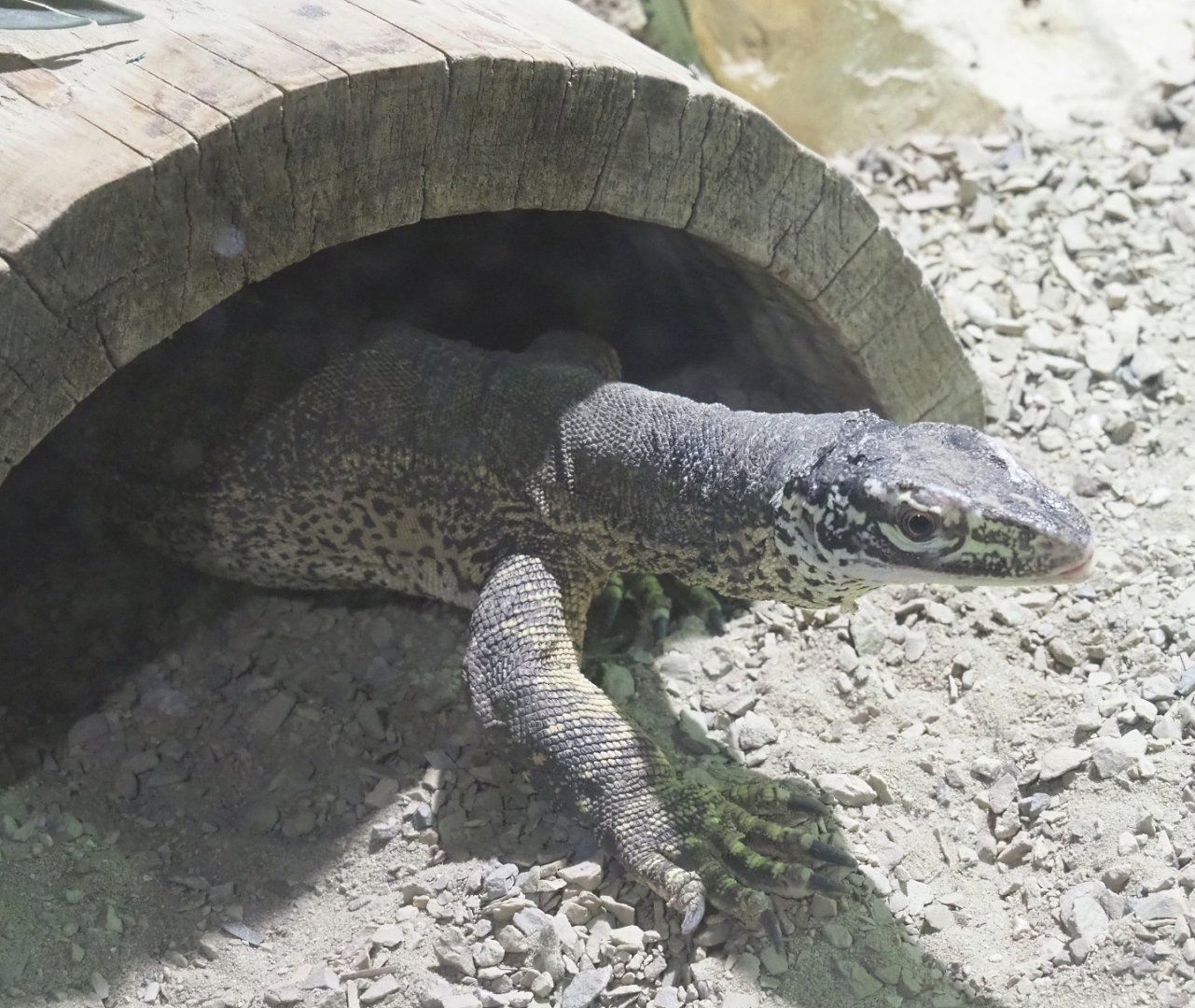 Yellow-spotted monitor (Varanus panoptes), 2021-09-03