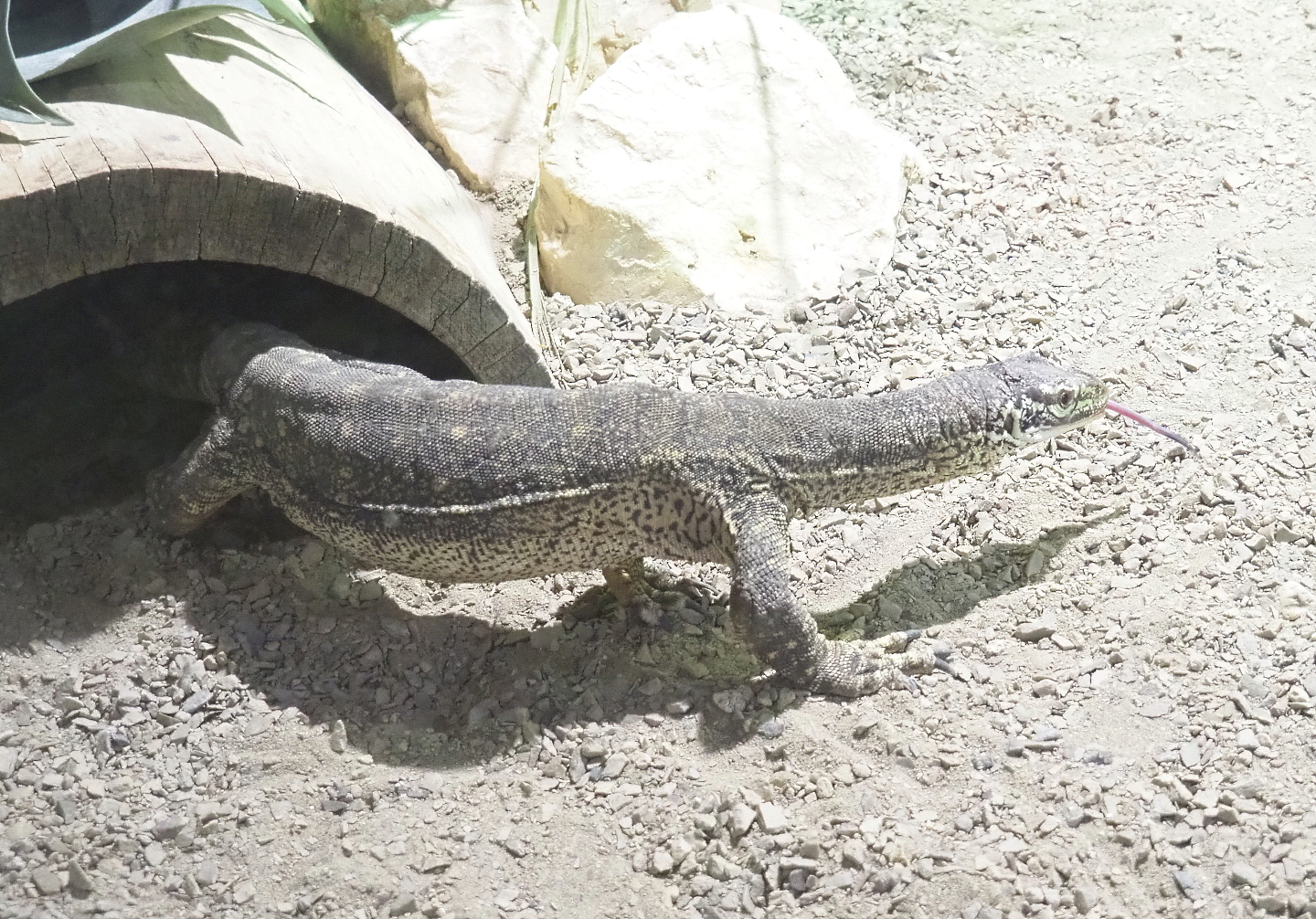Yellow-spotted monitor (Varanus panoptes), 2021-09-03