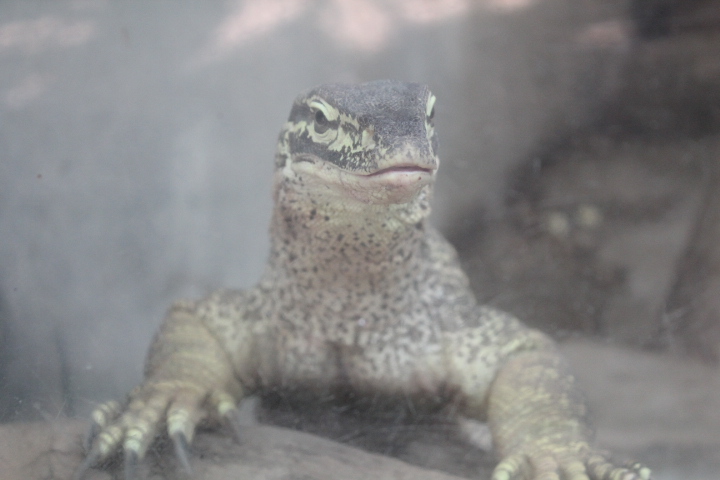 Yellow-spotted monitor (Varanus panoptes horni)