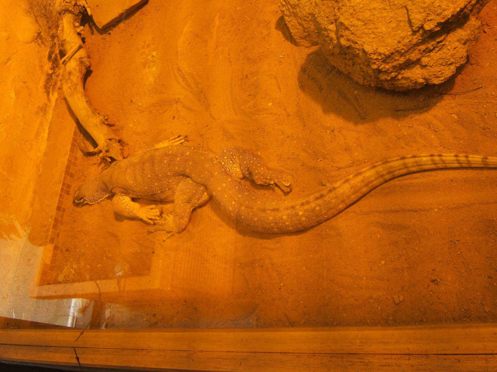 Yellow-spotted Monitor (Varanus panoptes hornii)