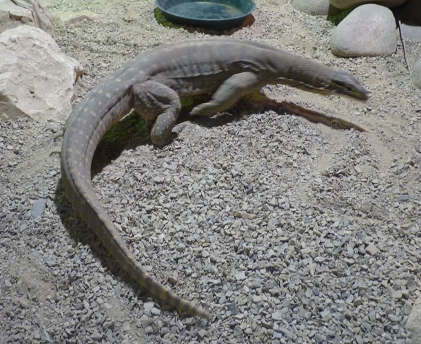 Yellow-spotted monitor (Varanus panoptes)