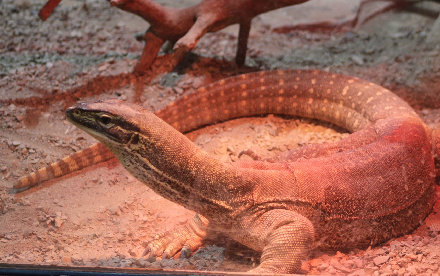Yellow-spotted monitor - Varanus panoptes