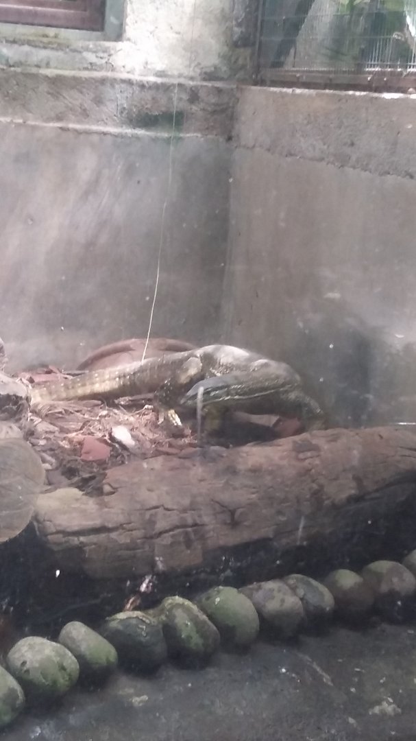 Yellow-spotted monitor (Varanus panoptes)