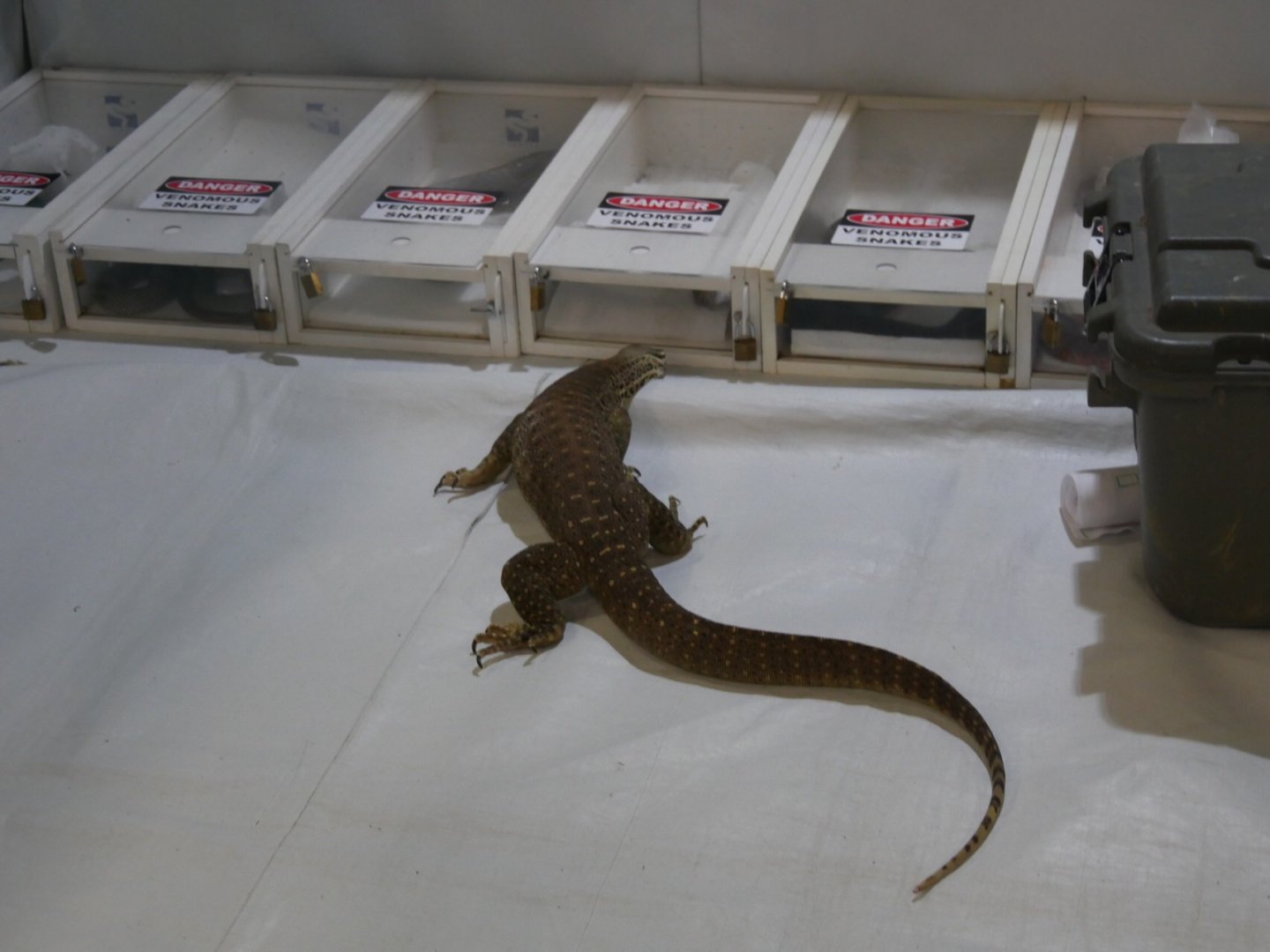 Yellow Spotted Monitor