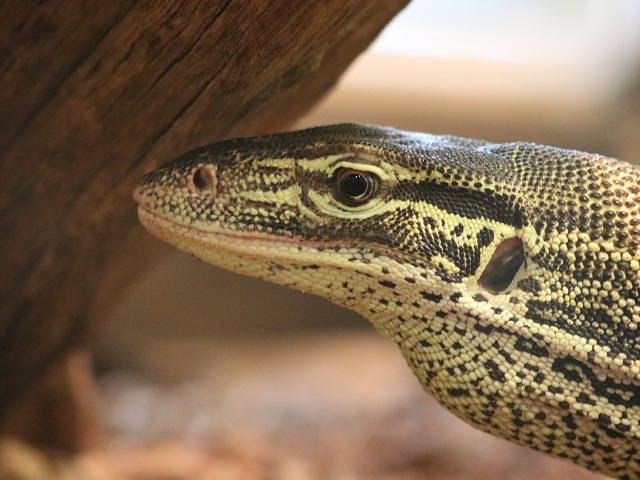 Yellow-spotted Monitor