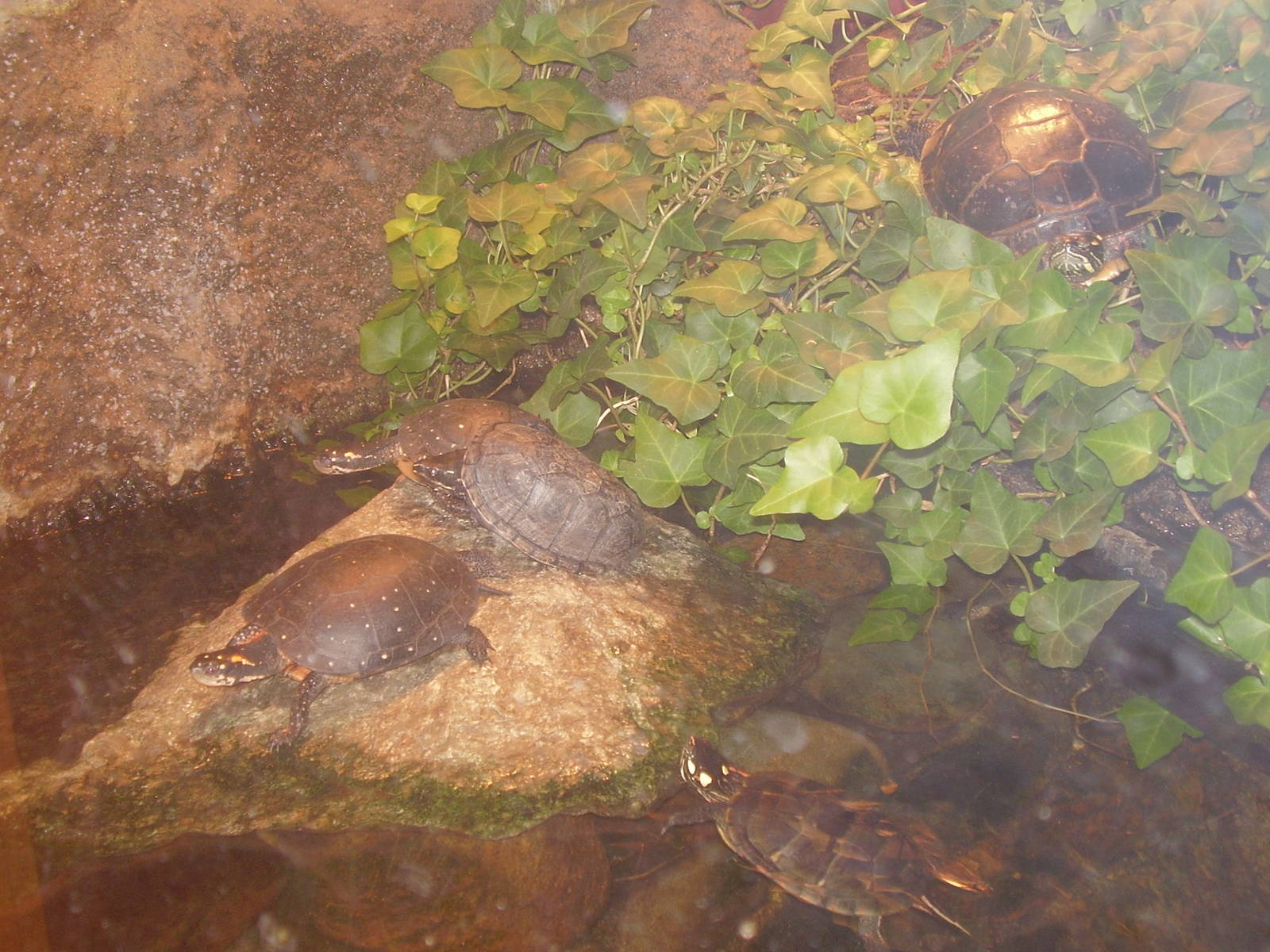Yellow Spotted Musk Painted Snapping Turtles- Buttonwood Zoo MAY07