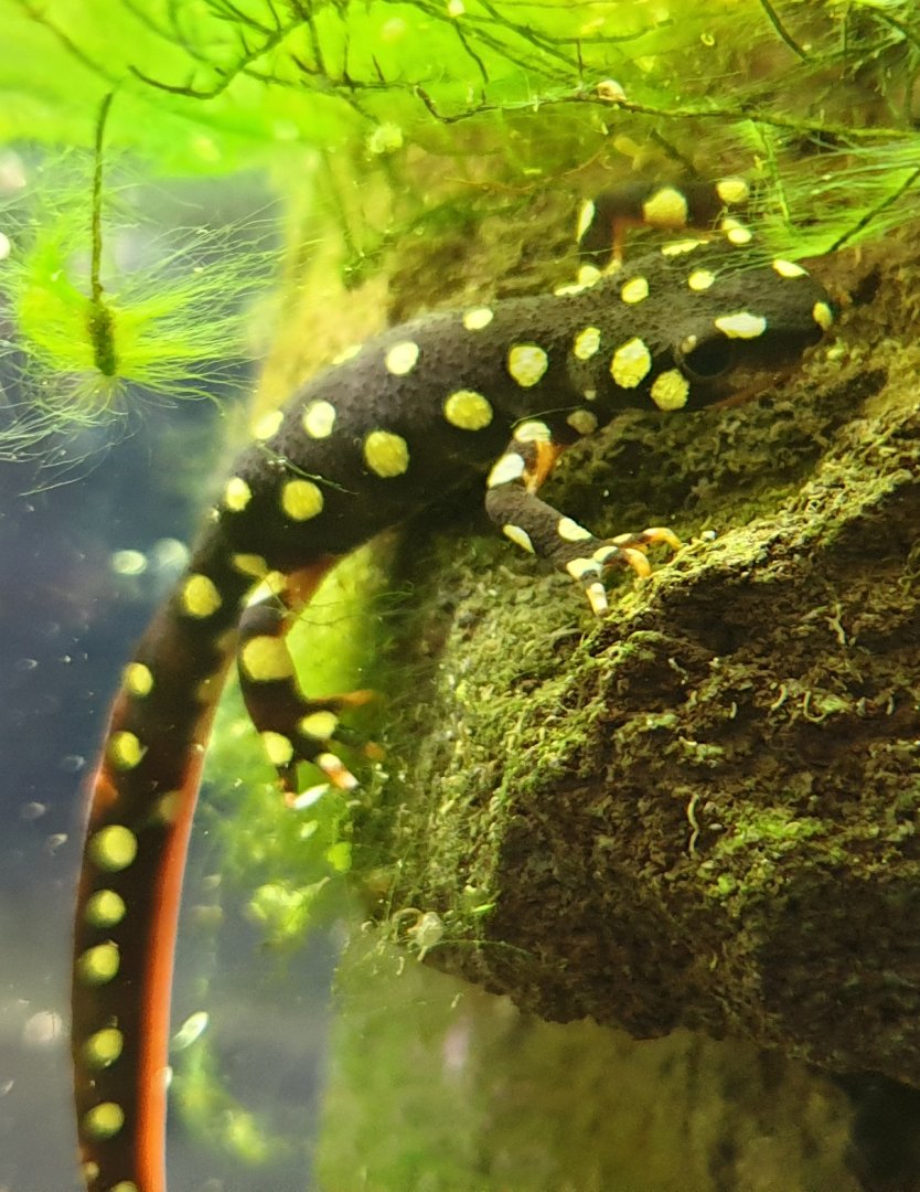 Yellow-spotted newt - Neurergus crocatus