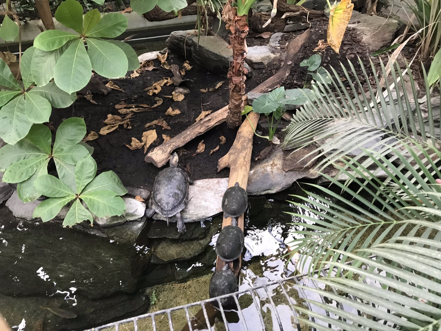 Yellow-spotted river turtle and other inhabitant(s) from central mixed exhibit in Reptile House 280118