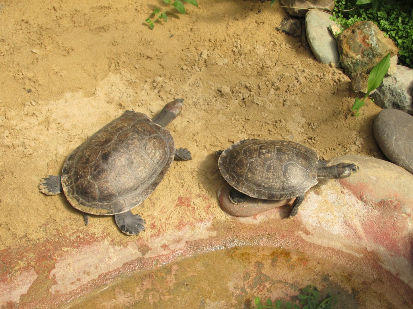 yellow spotted river turtle buin zoo