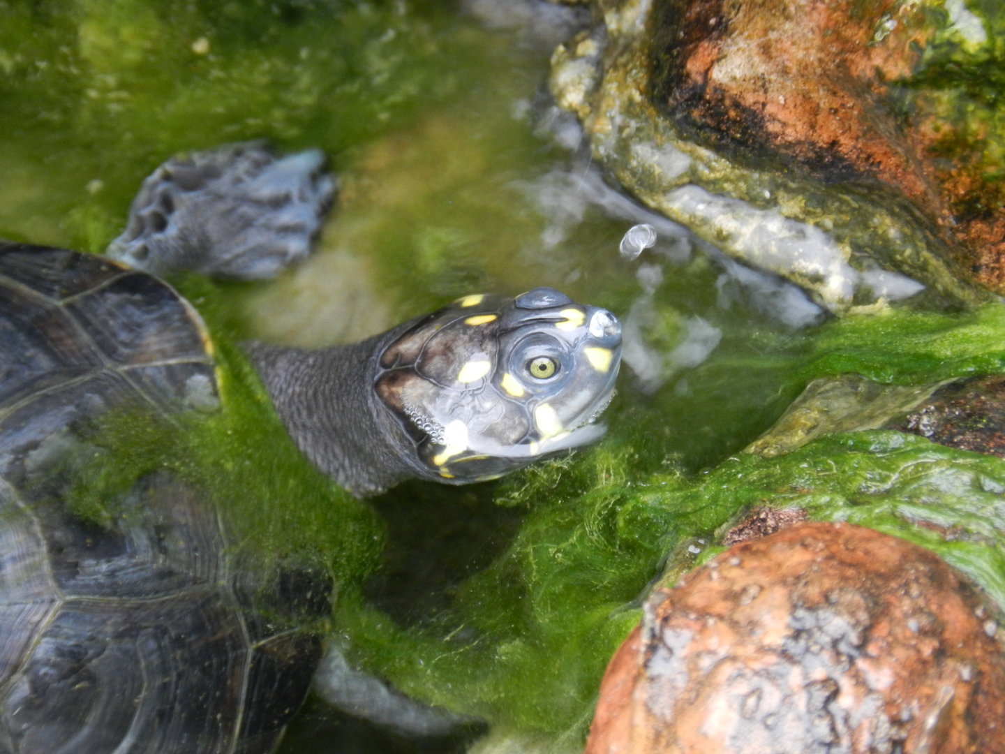 Yellow-spotted river turtle - Parque de Las Leyendas
