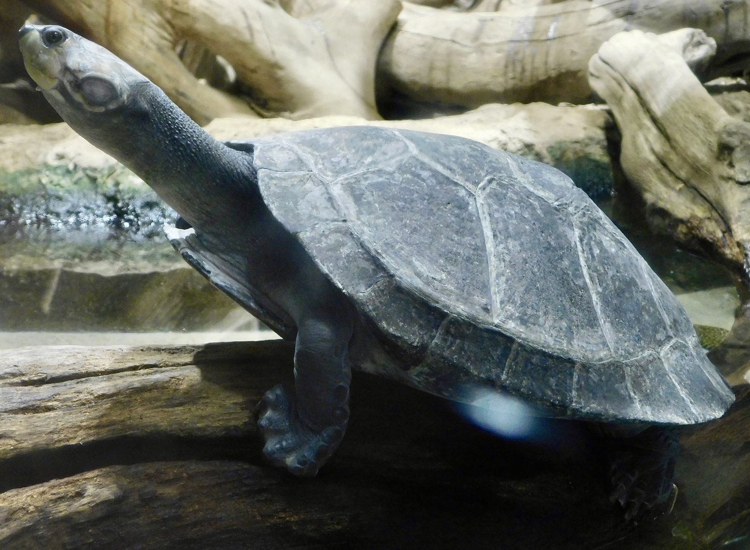 Yellow-Spotted River Turtle (Podocnemis unifilis) - Kawasui Kawasaki Aquarium November 19, 2025