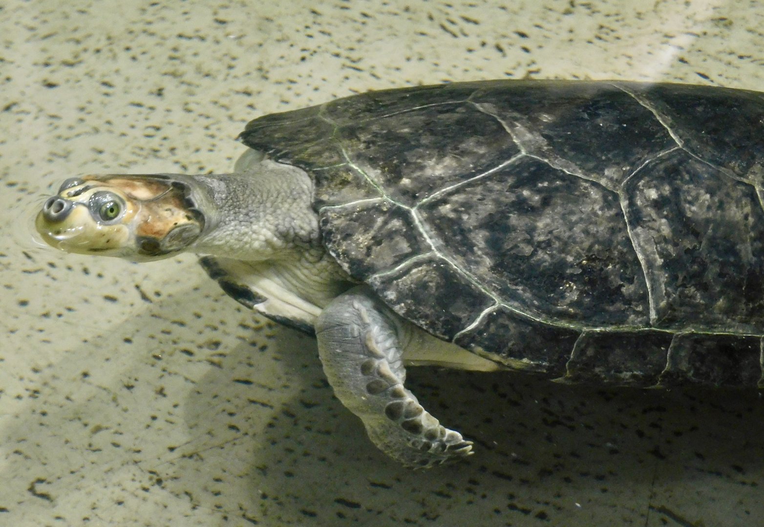 Yellow-Spotted River Turtle (Podocnemis unifilis) - Kawasui Kawasaki Aquarium November 19, 2025