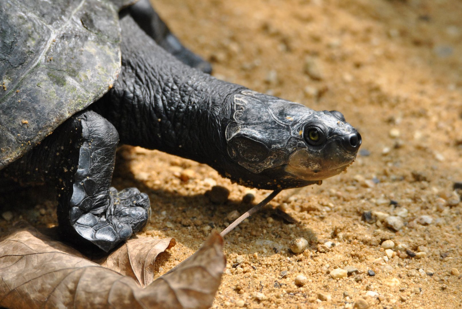 Yellow-spotted river turtle (Podocnemis unifilis)