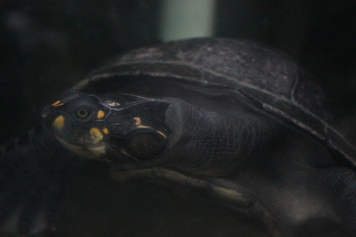 Yellow-spotted river turtle (Podocnemis unifilis)