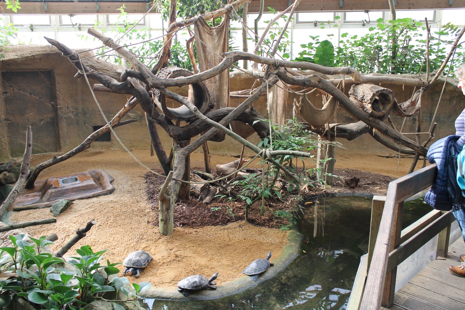 Yellow-spotted river turtle - Tamandua enclosure