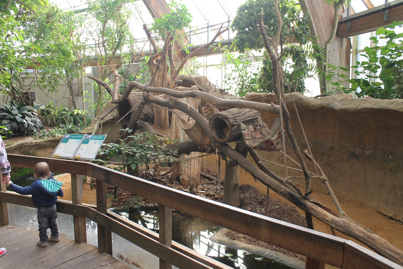 Yellow-spotted river turtle - Tamandua enclosure