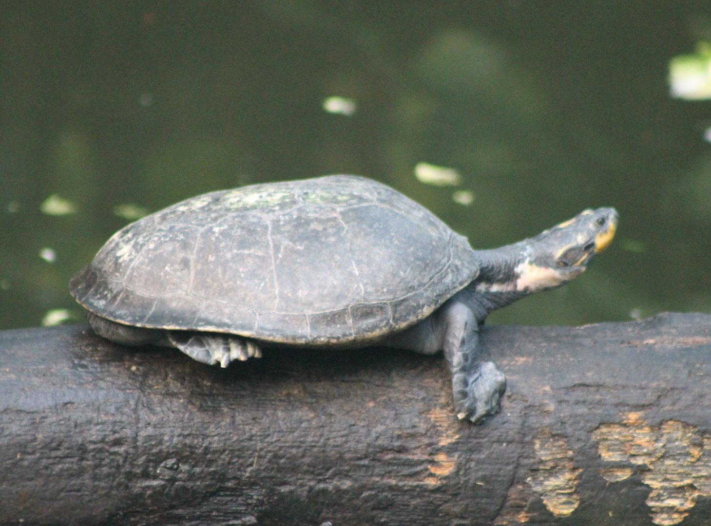 Yellow-spotted river-turtle