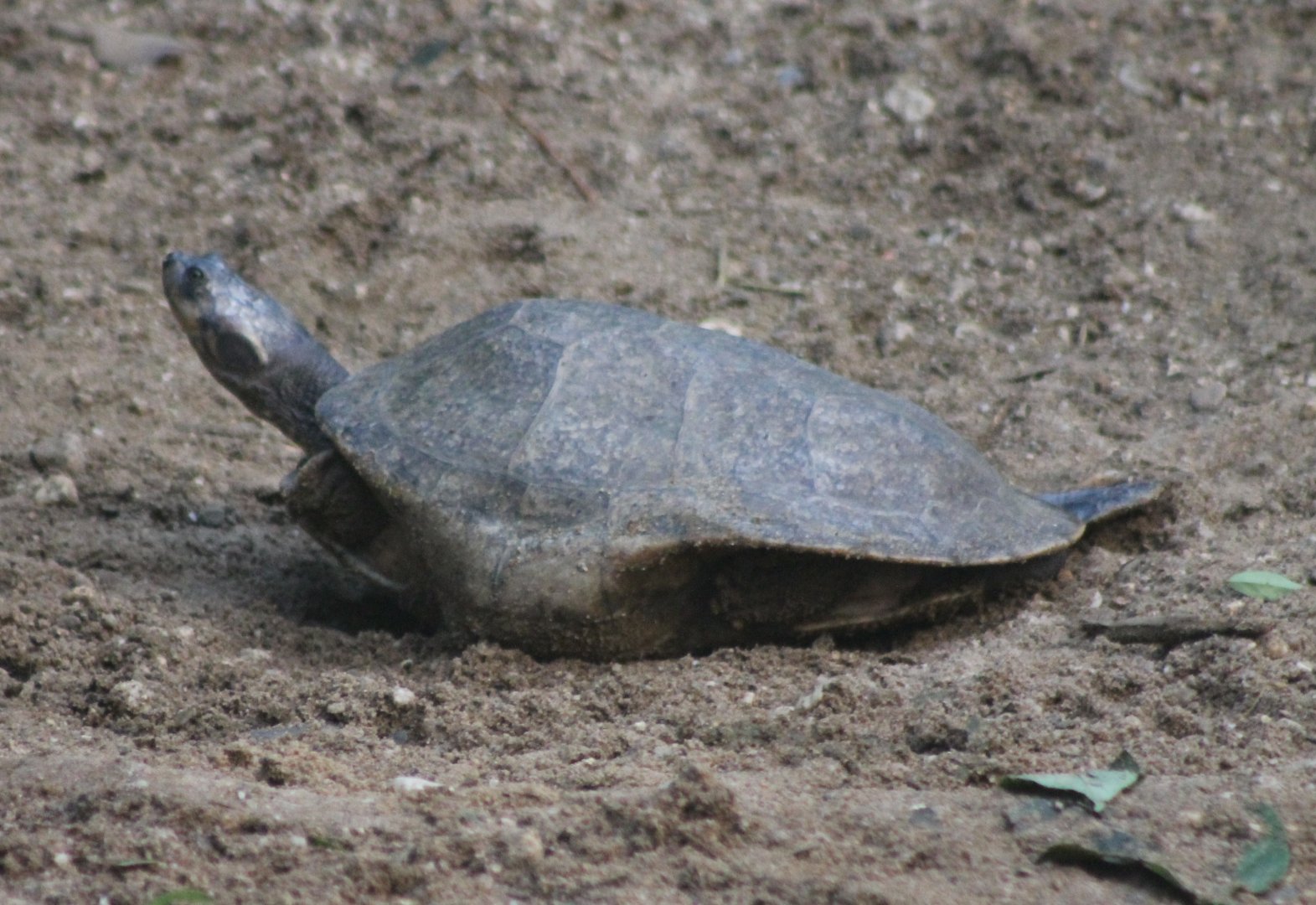 Yellow-spotted river-turtle