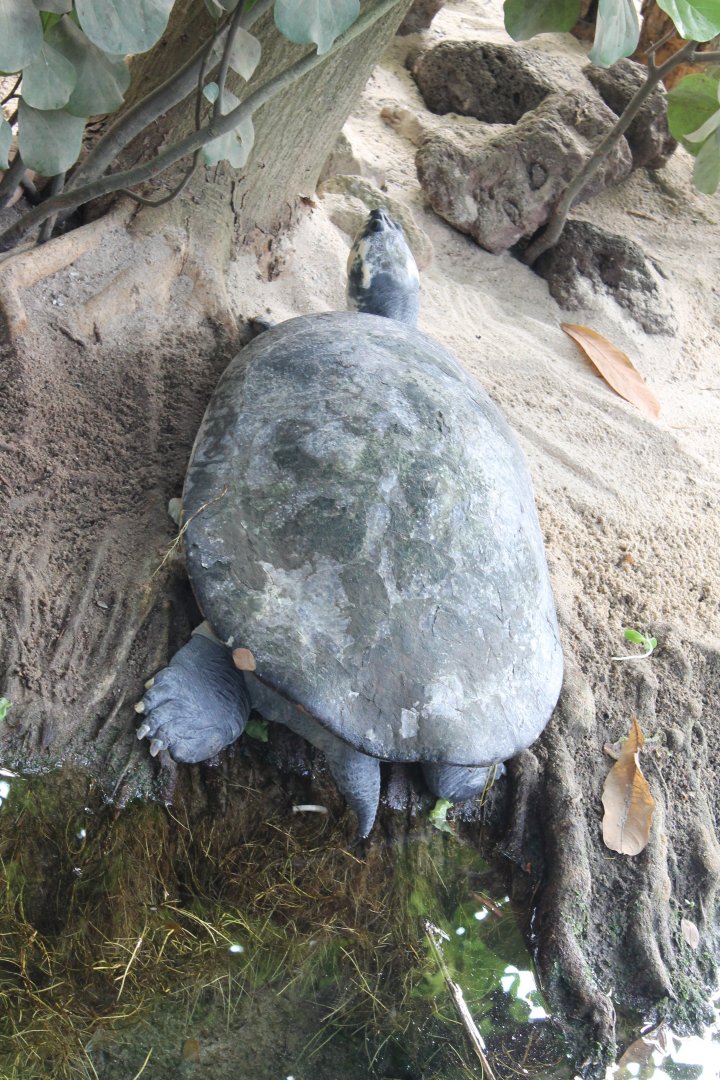 Yellow-spotted river turtle