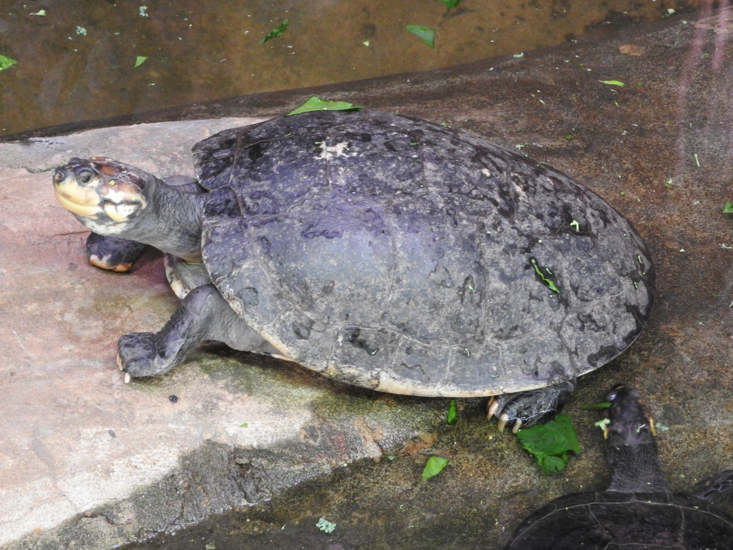 Yellow-spotted River Turtle