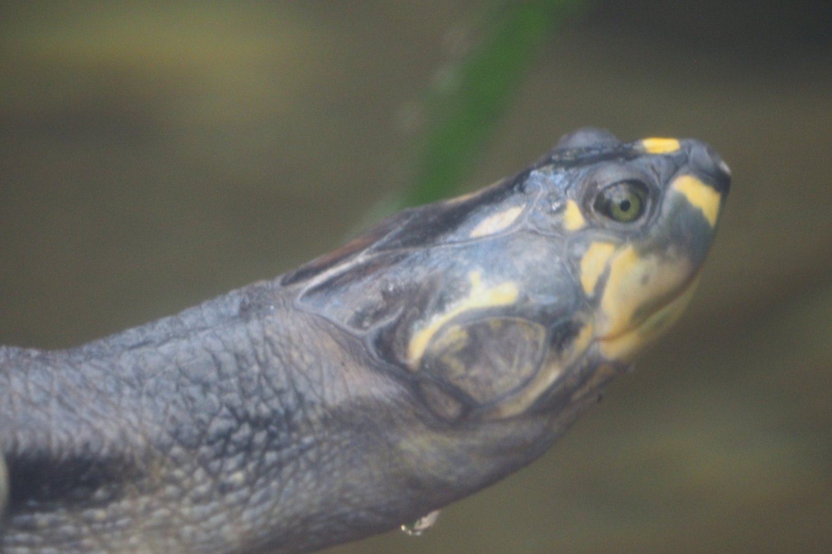 Yellow-spotted river turtle