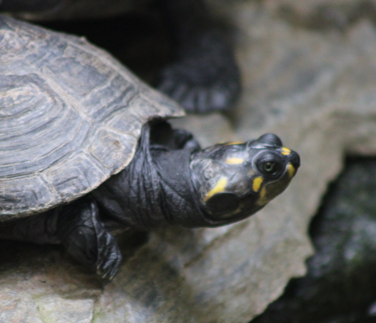 Yellow-spotted river turtle