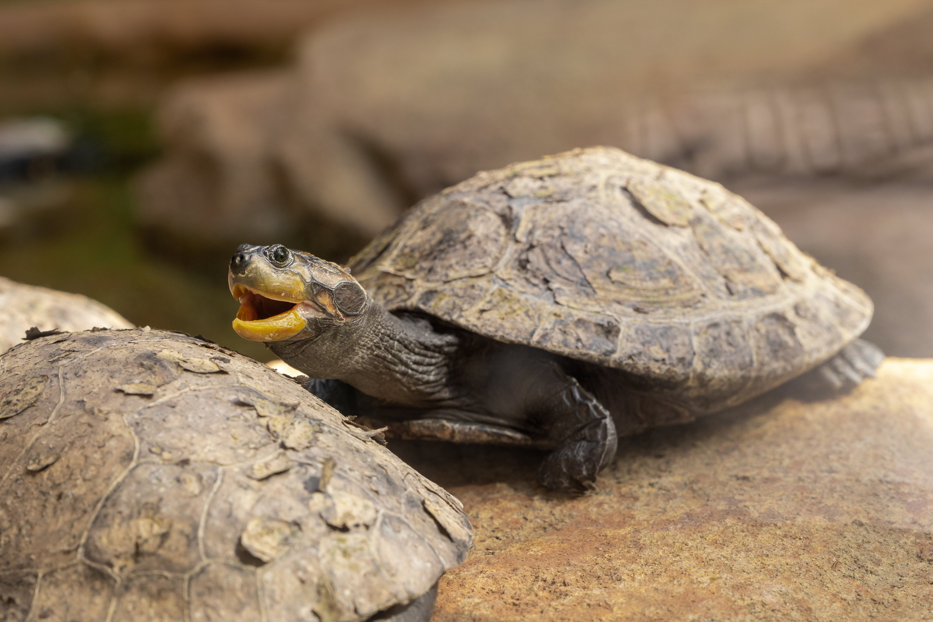 Yellow Spotted River Turtle