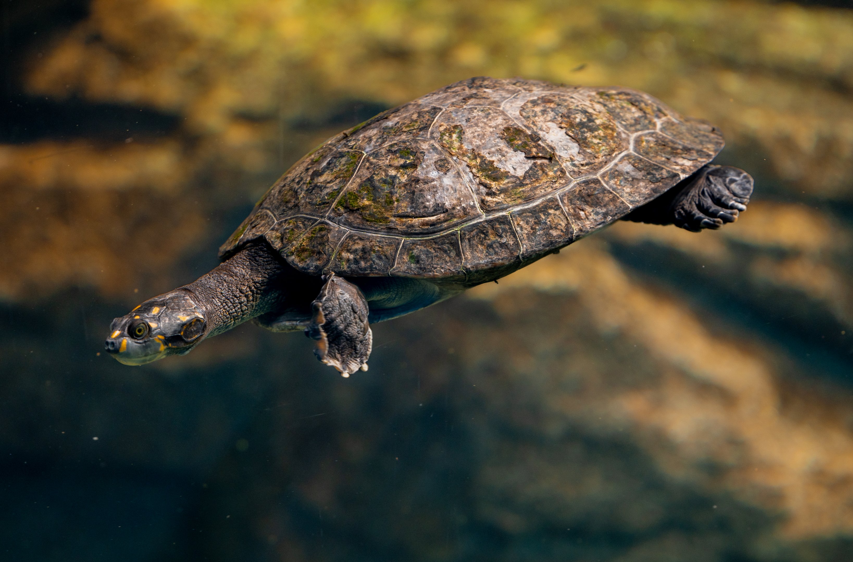 Yellow Spotted River Turtle