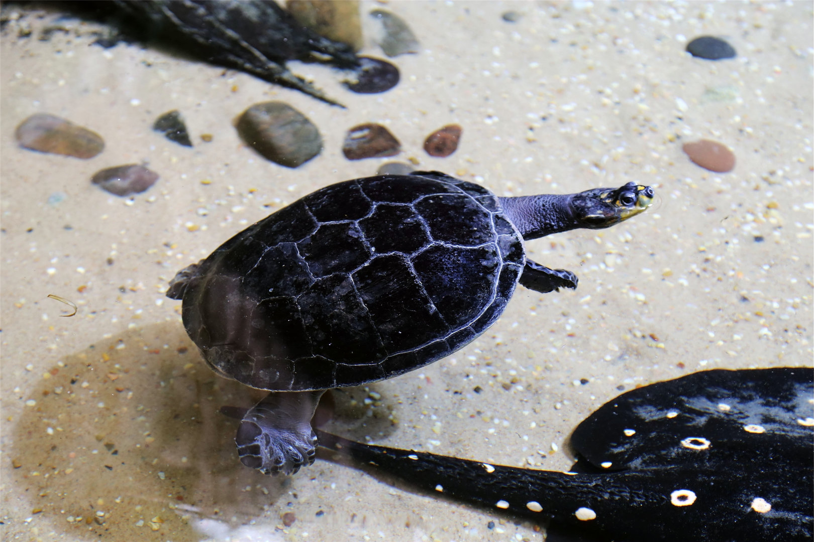 Yellow-spotted River Turtle