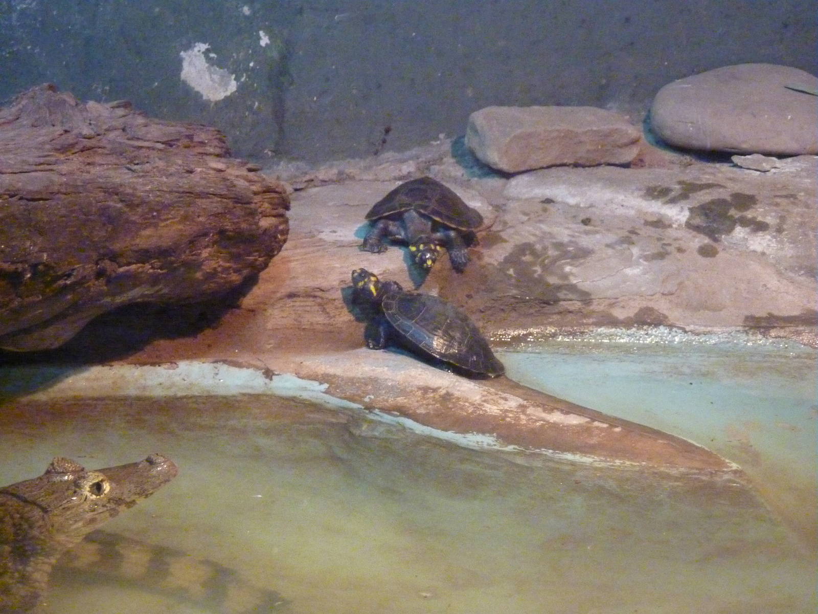 Yellow-spotted river turtles (+caiman)