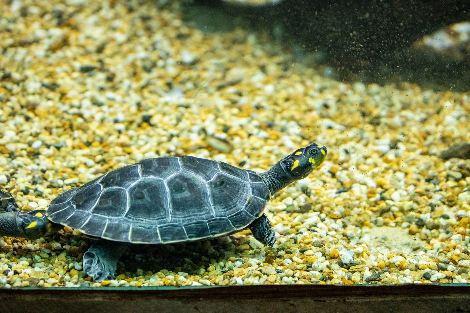 yellow-spotted river turtles (Podocnemis unifilis)