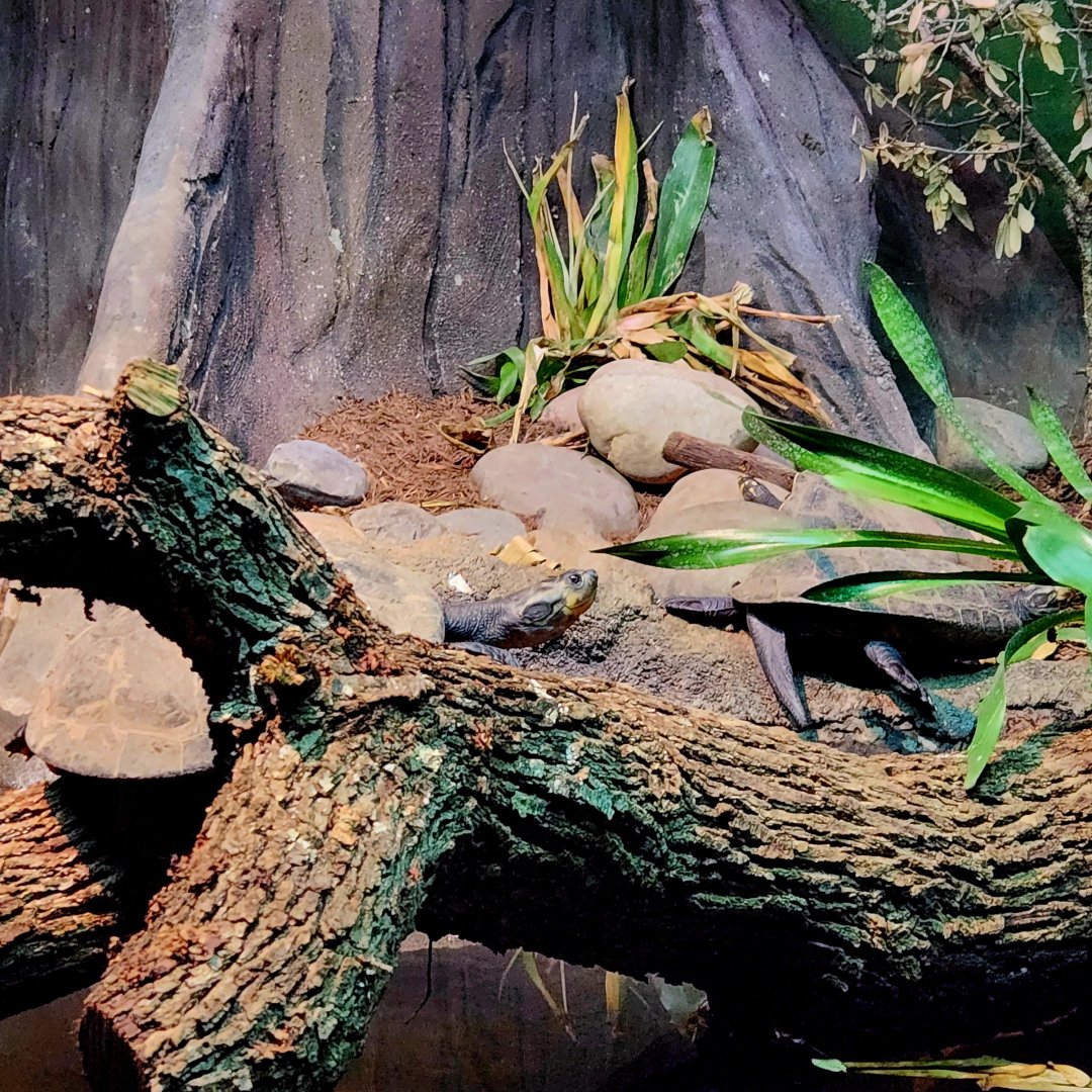 Yellow-Spotted River Turtles (Podocnemis unifilis)