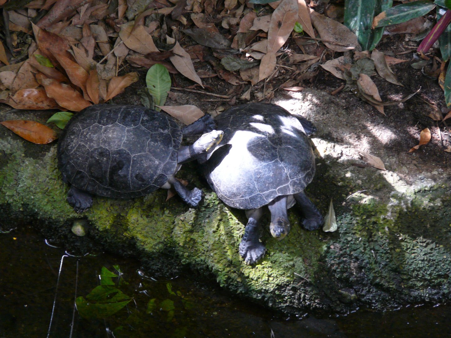 Yellow-spotted river turtles - reopening 31-08-2020
