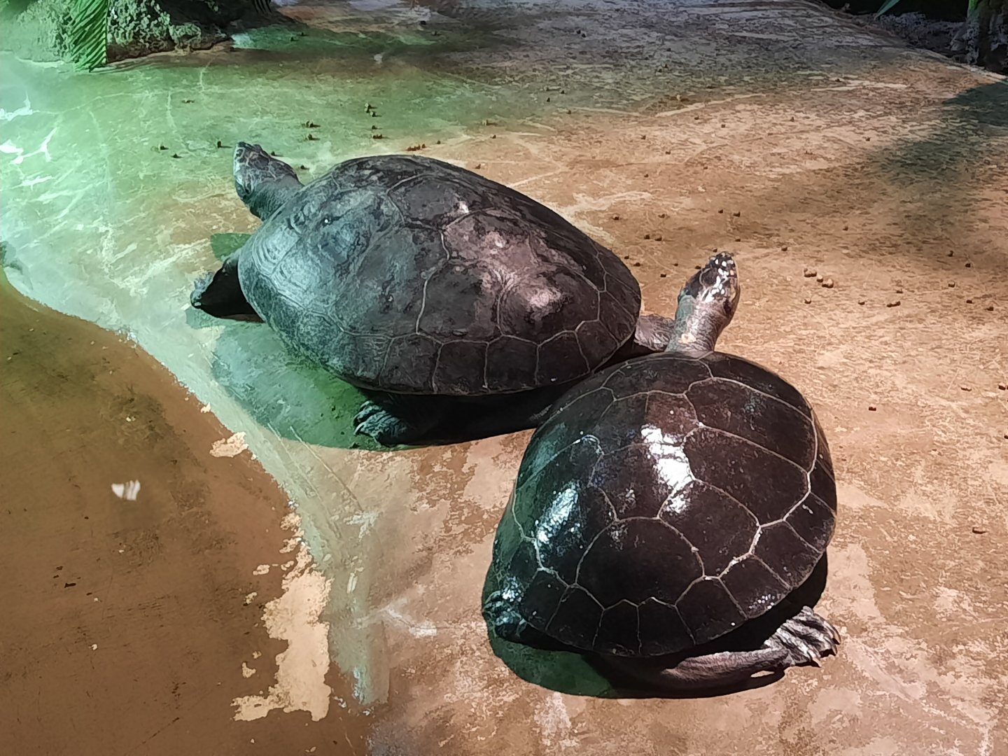 Yellow Spotted River Turtles