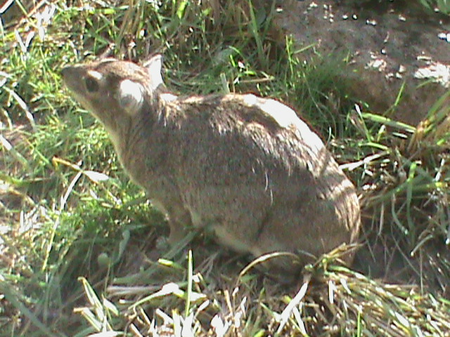 yellow-spotted rock hyrax 050910