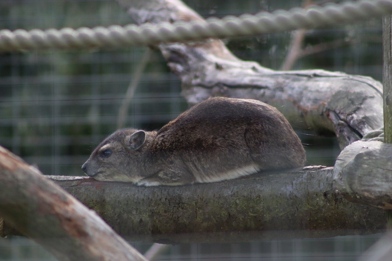 Yellow-spotted Rock Hyrax - 12 September 2020