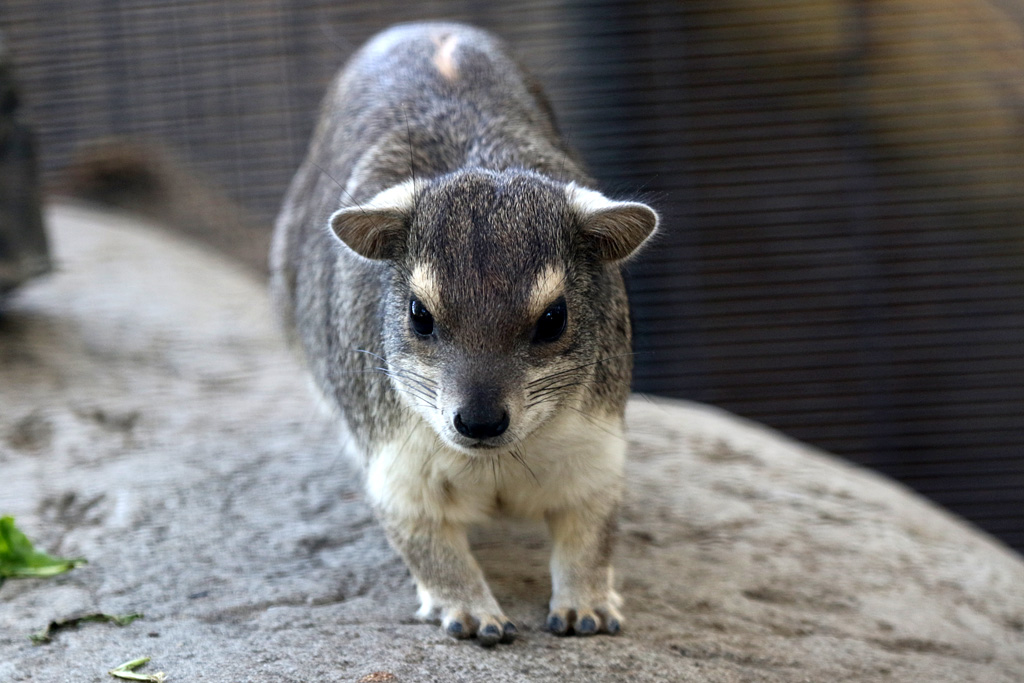 Yellow Spotted Rock Hyrax at San Diego Zoo 23rd April 2016