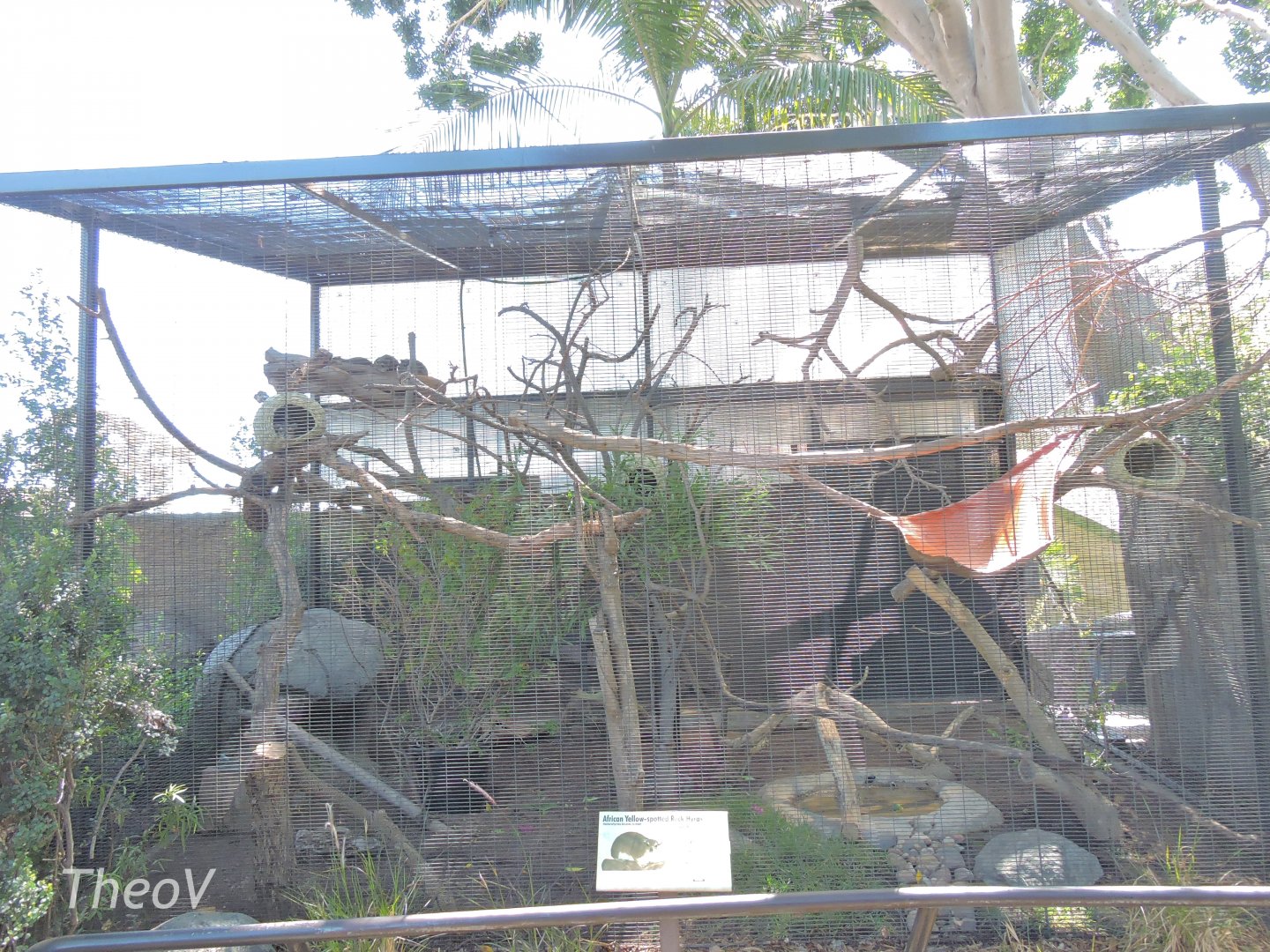 Yellow-spotted rock hyrax aviary - Elephant Odyssey [2015]