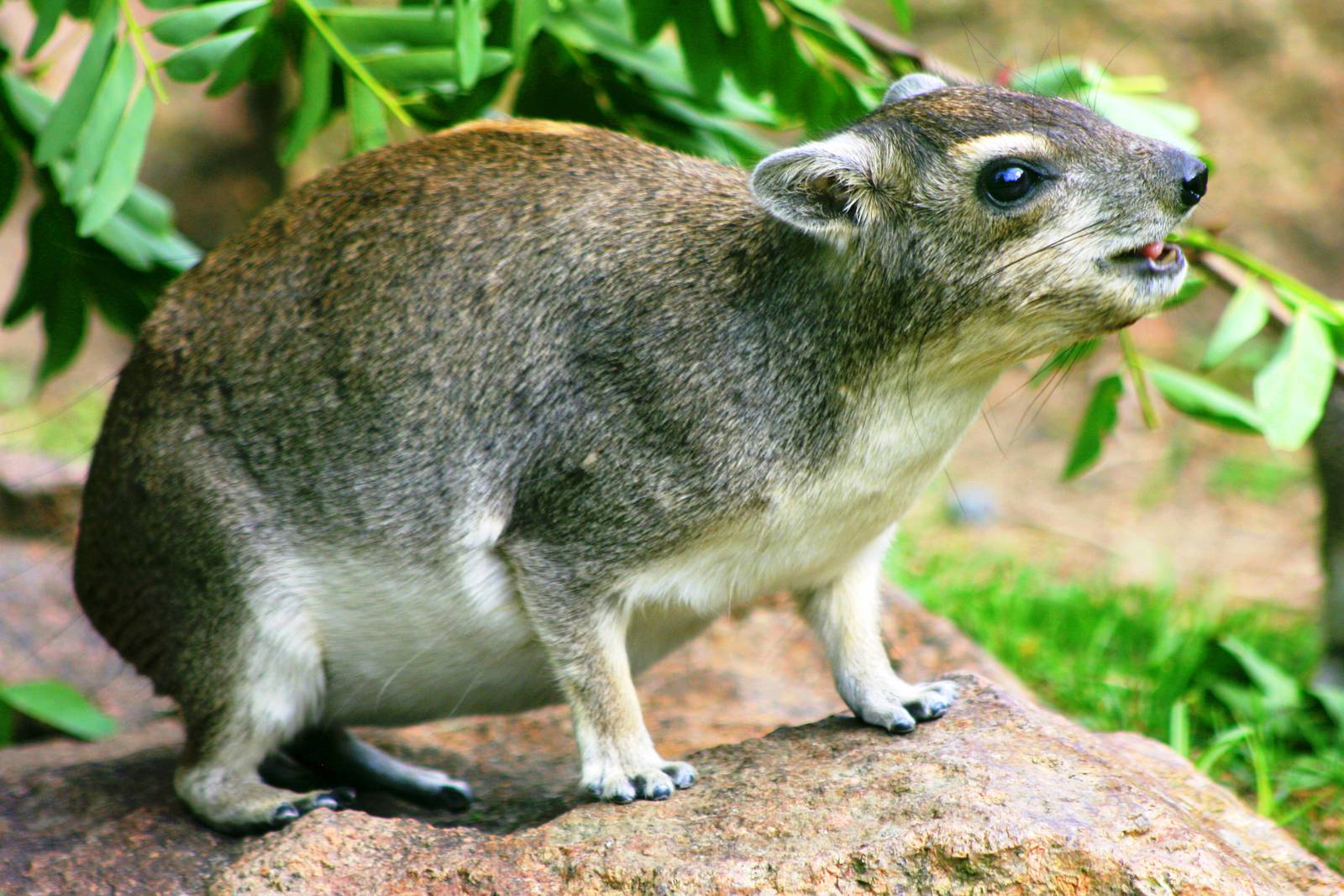 Yellow spotted rock hyrax; Berlin Tierpark; 6th September 2011