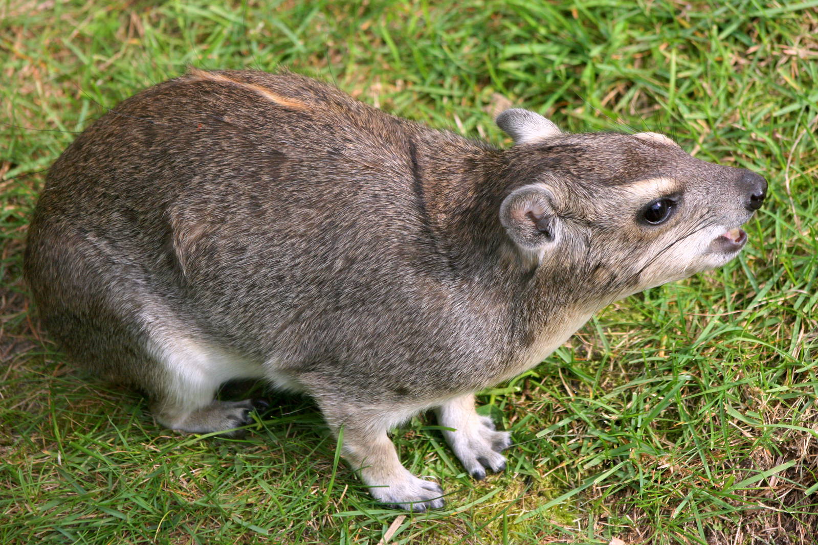 Yellow spotted rock hyrax; Berlin Tierpark; 6th September 2011