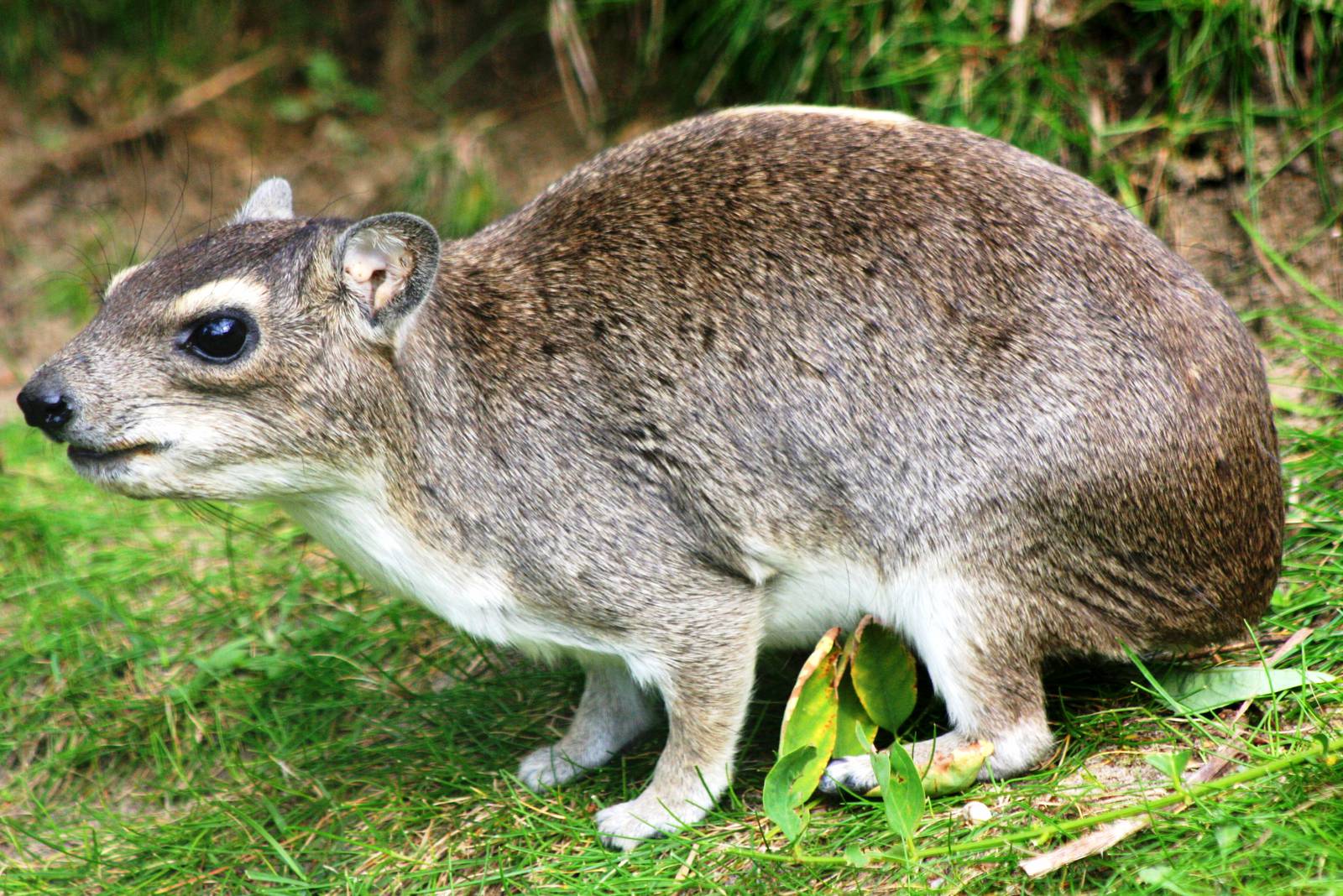Yellow spotted rock hyrax; Berlin Tierpark; 6th September 2011
