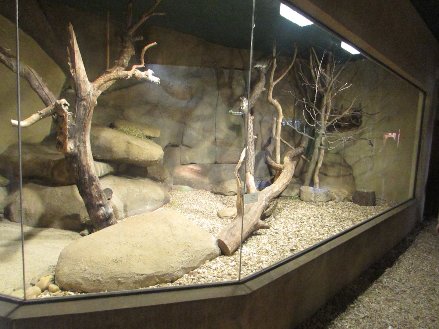 Yellow-spotted Rock Hyrax enclosure - July/2017