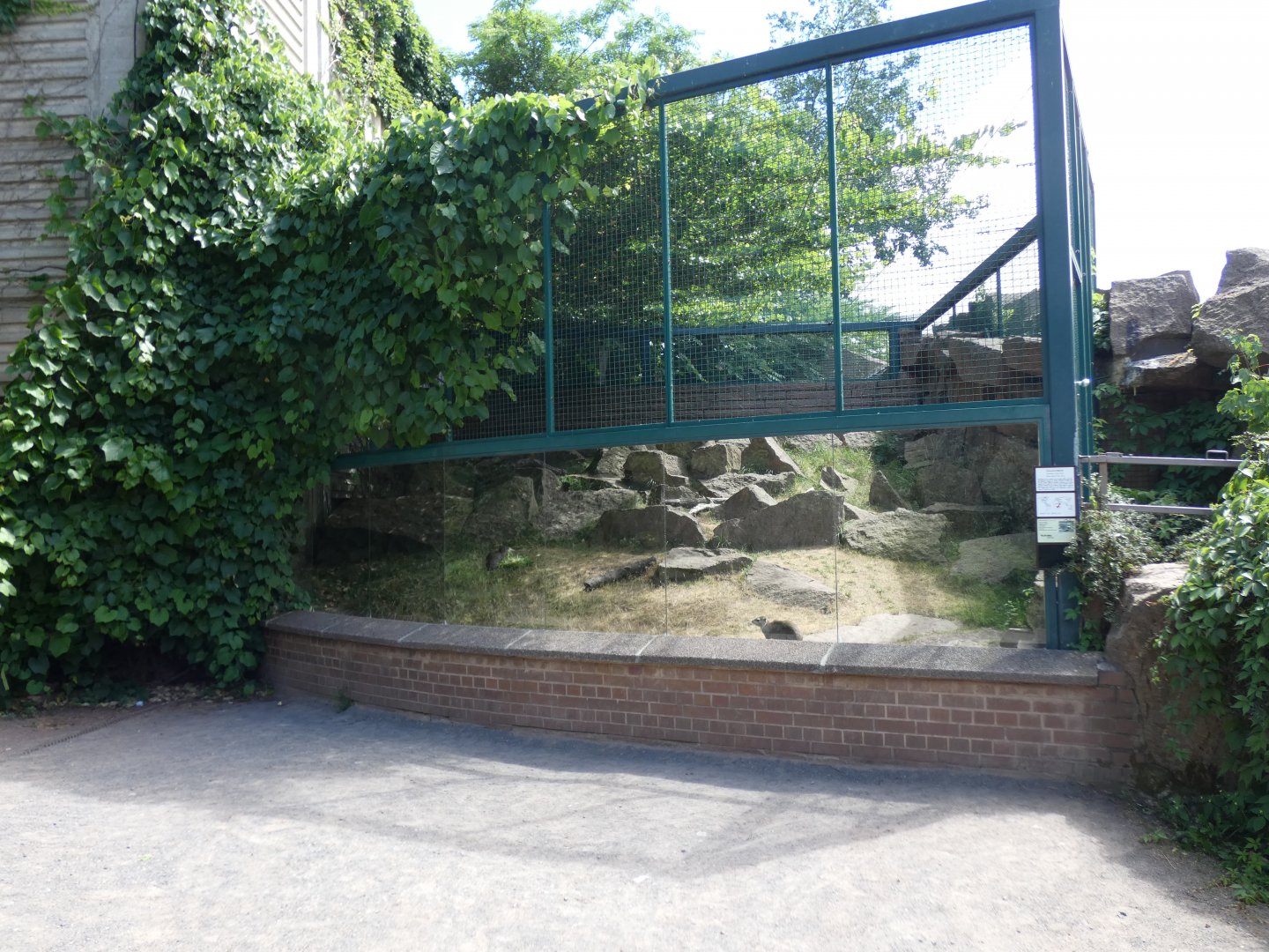 Yellow-spotted Rock Hyrax enclosure