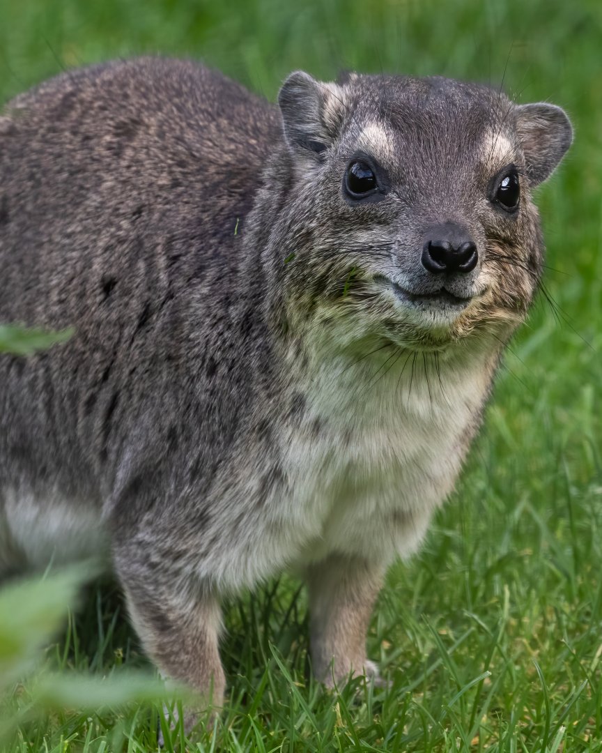 Yellow-spotted Rock Hyrax / Hamerton / 7-10-20
